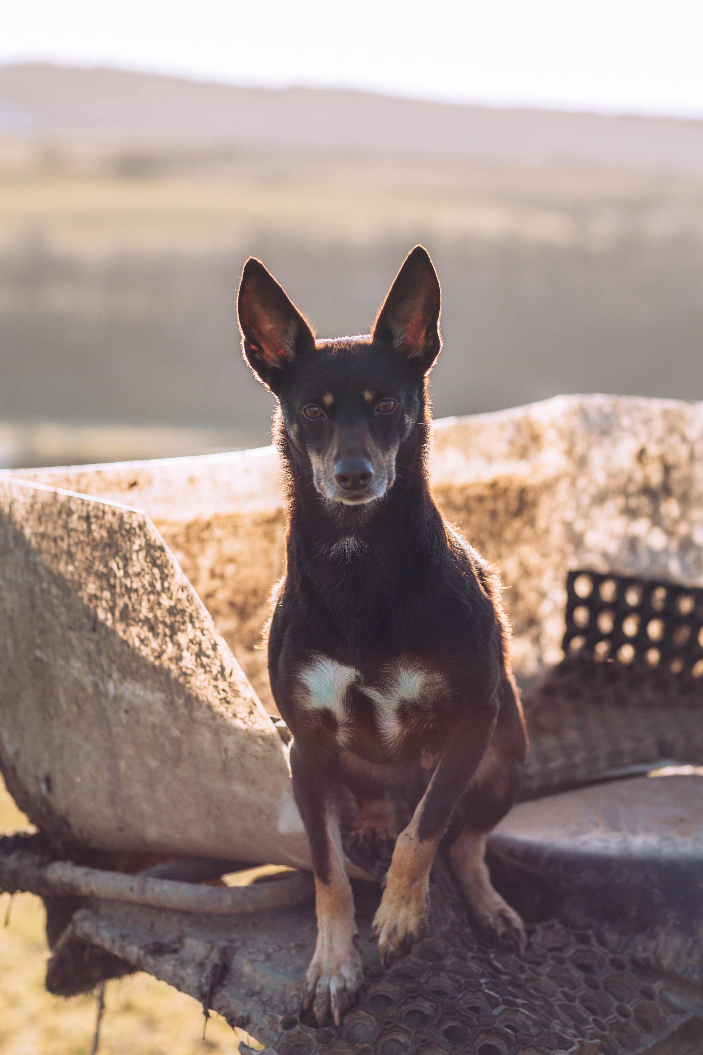 Roxy, my dog, sitting on the quad