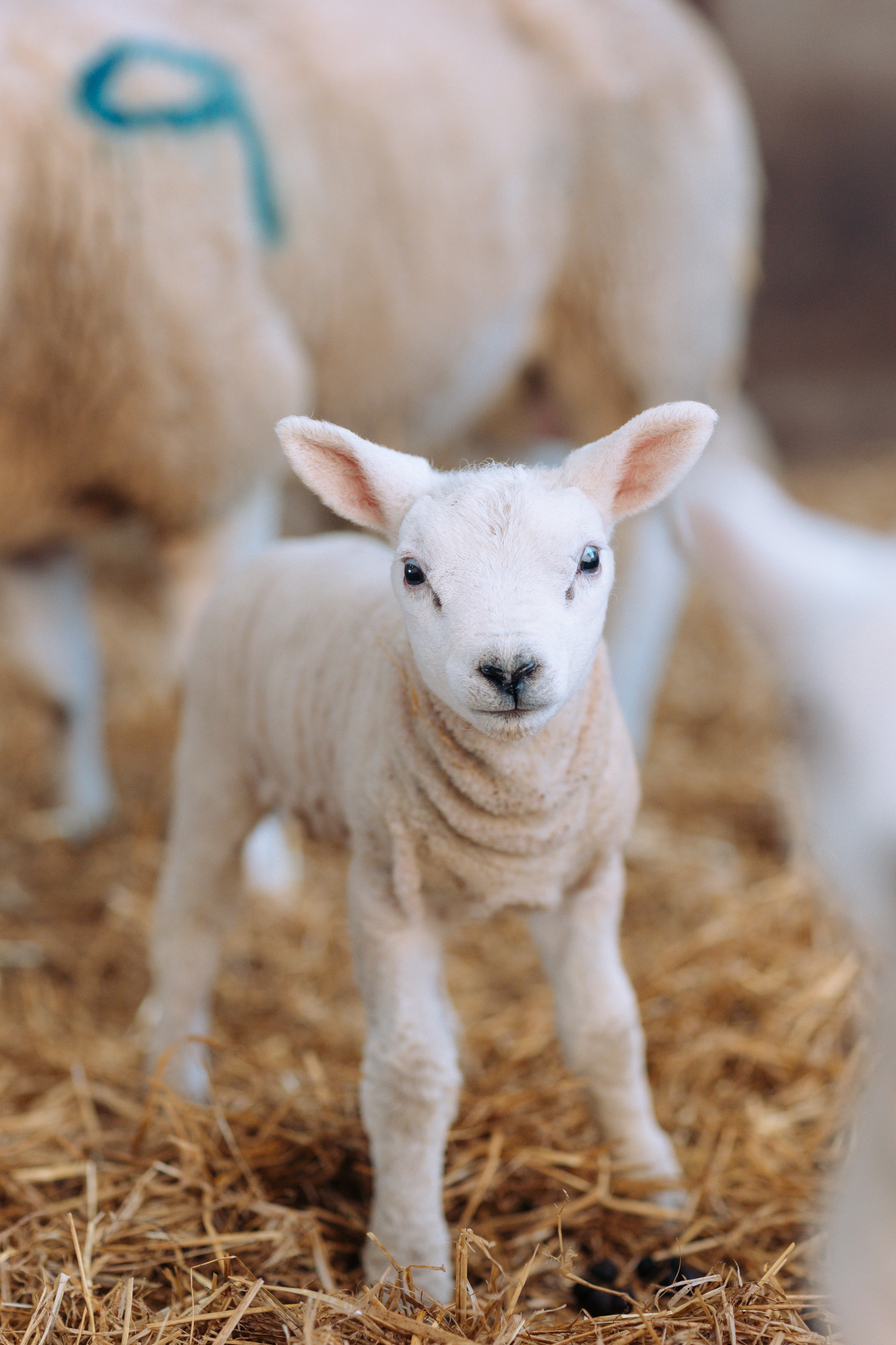 One of the texel lambs, posing for the camera